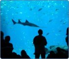 london aquarium