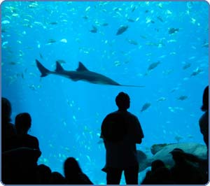 london aquarium